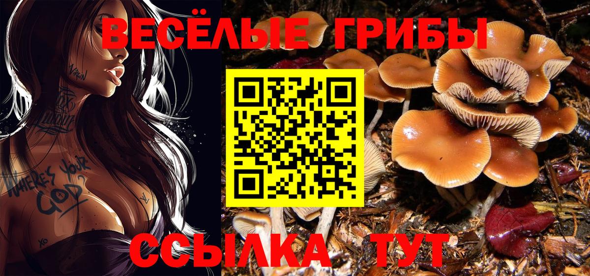 Галлюциногенные грибы Psilocybe Грозный